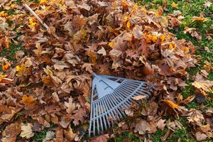 Can Raking Leaves Irritate Your Skin - dermatologist in laplace